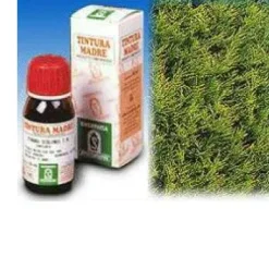CIPRESSO 11 50 ML TINTURA MADRE