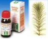 EQUISETO 12 50 ML TINTURE MADRE