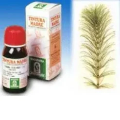EQUISETO 12 50 ML TINTURE MADRE