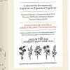 Phyto color kit 5,3 castano chiaro cioccolato