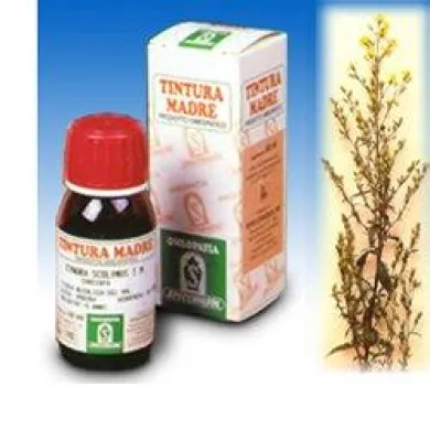 VERGA ORO 26 50 ML TINTURA MADRE